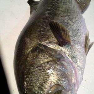 Meet your Posher, Derrick